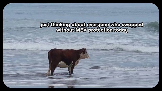 A meme image of a brown and white cow standing alone in ocean waves with text overlay reading "just thinking about everyone who swapped without MEV protection today".