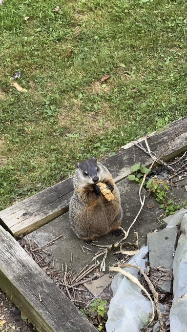 A ground squirrel sitting on a wooden board, holding and eating a peanut, with grass in the background.