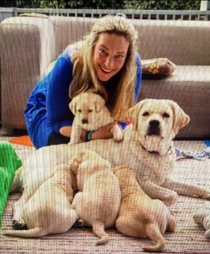 A woman in a blue robe smiling as she poses on the floor with a group of golden retriever puppies and an adult dog.