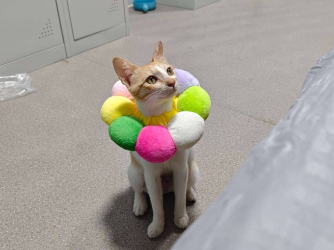 An orange and white cat wearing a colorful flower-petal collar sits on a tiled indoor floor looking upward.