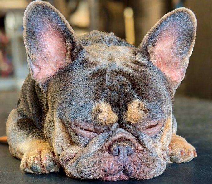 A close-up of a sleeping French bulldog with its head resting on its paws.