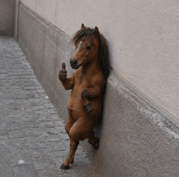 A brown horse stands upright on its hind legs against a wall on a cobblestone street, appearing to give a thumbs-up gesture with its hoof.