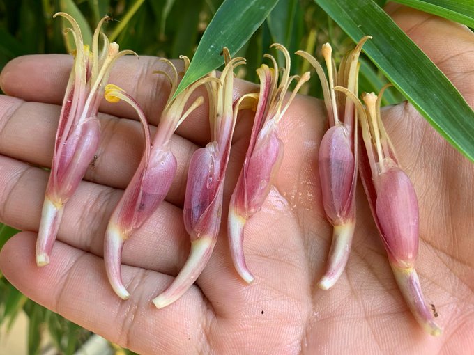 A close-up shot of a hand holding six pink and yellow flower buds with prominent stamens, likely from a ginger family plant, set against a background of green leaves.