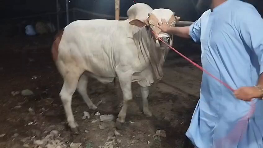 The image shows a man holding onto a cow, with the cow wearing a bridle. The background appears to be dark, possibly indicating nighttime or low light conditions. There are also other cows visible in the scene, suggesting that this might be an agricultural setting or a farm.
