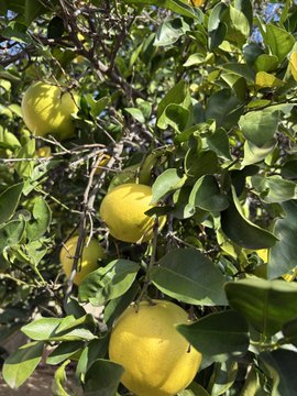 A close-up view of a lemon tree branch heavily laden with bright yellow, ripe lemons among green leaves.