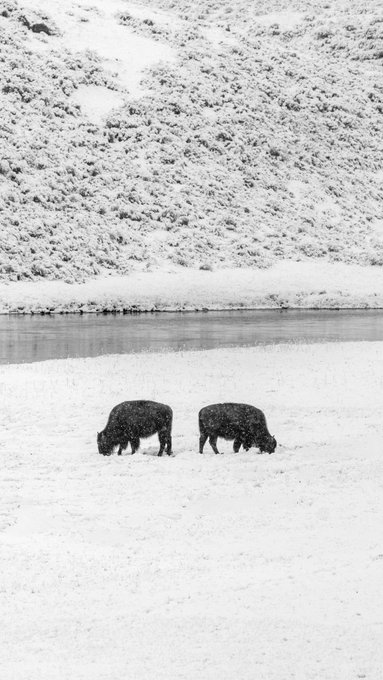 The image shows two bison grazing in a snowy field, with a river flowing nearby. The scene appears to be captured during wintertime when the snow covers the ground, creating a serene atmosphere. The photo has been edited to include text that reads "Before the Fences" and "31/45 collected today". This suggests that the image was taken by someone who wanted to capture the beauty of nature in this snowy landscape, possibly as part of an art project or for sharing on social media platforms.