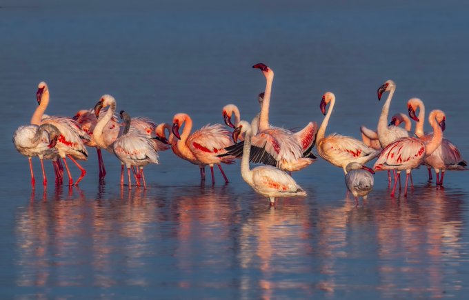 A flock of Lesser Flamingos (Phoeniconaias minor) wades through the shallow waters of Lake Nakuru, Kenya, their pink plumage glowing in the soft evening light. Captured with a Nikon D850 and Tamron 150-600mm lens, the image highlights the near-threatened species in its natural habitat, embodying the tranquil and rosy mood described in the post.