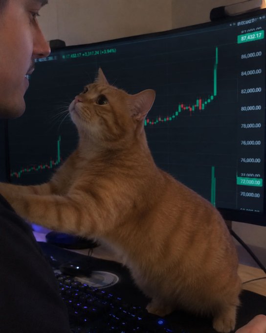 An orange tabby cat stares up at its owner, who is focused on a monitor showing Bitcoin (BTC/USD) trading at around $87,432 with a +3.94% gain displayed at the top. The cat's gaze captures the post's humorous sentiment perfectly—seeking attention while its human is engrossed in the dramatic green price chart showing a recent surge from around $72,000.