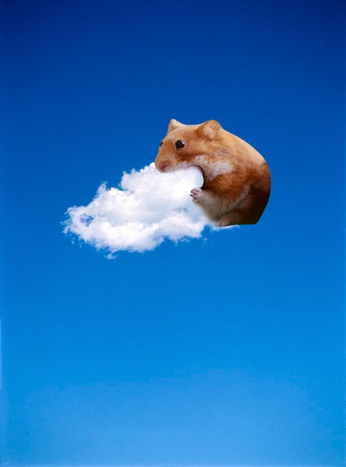 A digital composite image of a brown hamster clinging to a small white cloud, floating against a solid blue sky background.