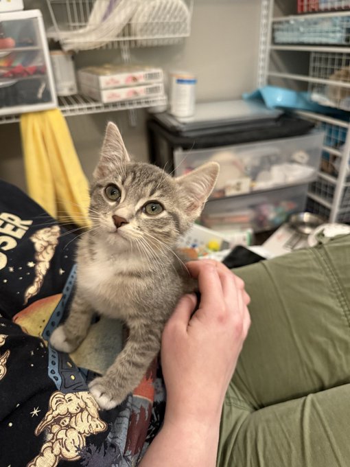 The image features a small gray kitten sitting on someone's lap, looking up at them with curiosity. The person holding the kitten has their arm around the cat, creating a warm and affectionate scene. In the background, there are shelves filled with various items such as bottles and bowls, suggesting that this could be a living space or a home environment where the kitten is comfortable being close to its owner.