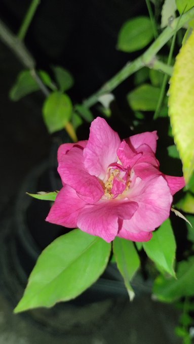 A close-up photograph of a vibrant pink flower in bloom with green leaves against a dark background.