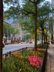 A city street lined with trees and colorful flower beds bordered by a black iron fence, with tall buildings visible in the background.