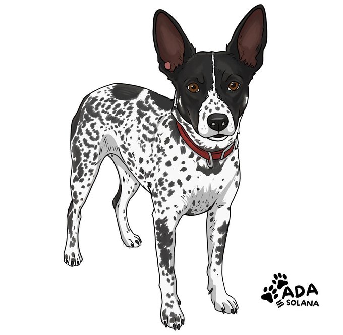 An illustration of a black and white speckled dog wearing a red collar; a logo in the bottom right corner reads 'ADA ON SOLANA' with a paw print.