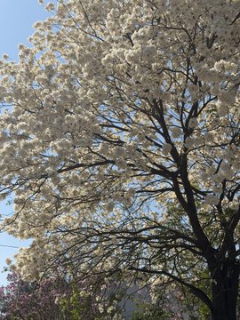 A photo of a tree with white blossoms against a blue sky.