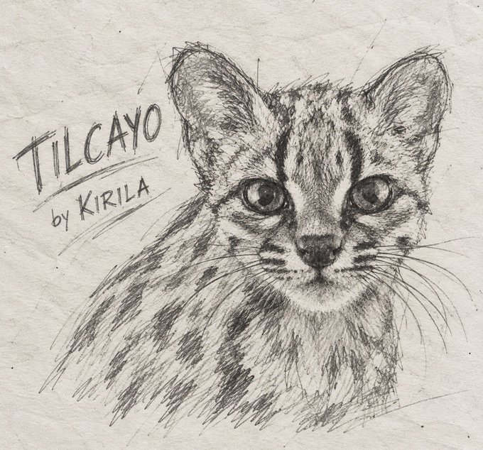A pencil sketch of a spotted wild cat cub appears beside the handwritten text “TILCAYO by KIRILA.” It serves as a simple illustrated post promoting the Tilcayo meme coin on Solana.