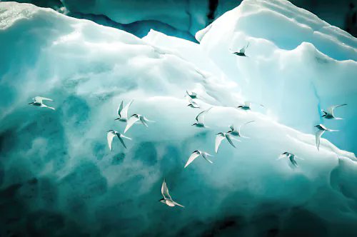 A flock of white birds soars gracefully across a massive turquoise iceberg, their delicate silhouettes contrasting against the smooth, glacial ice in this striking nature scene titled "Life."