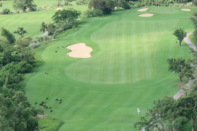 An aerial view of a lush green golf course featuring sand traps, scattered trees, and small grazing animals, with a lone golfer visible on the fairway.