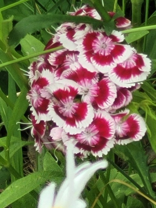 A close-up photograph of a cluster of white flowers with deep magenta or burgundy centers blooming in green grass.