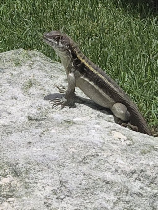 A small lizard with a striped pattern rests on a light gray rock against a backdrop of green grass, soaking up the morning sun in a "Good Mornin X" greeting.