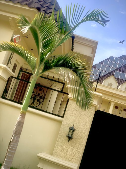 The image shows a tall palm tree next to a large white house, which has solar panels installed on its roof. The scene also includes a bird flying above the house. The photo appears to be taken from a low angle, emphasizing the height of both the palm tree and the house.