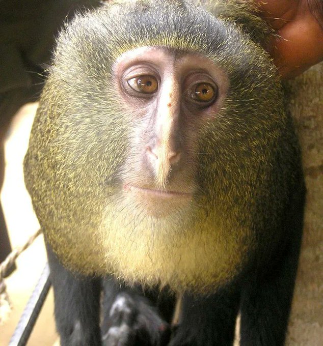 A close-up photograph of a monkey's face with distinctive features and large brown eyes, looking directly at the camera.