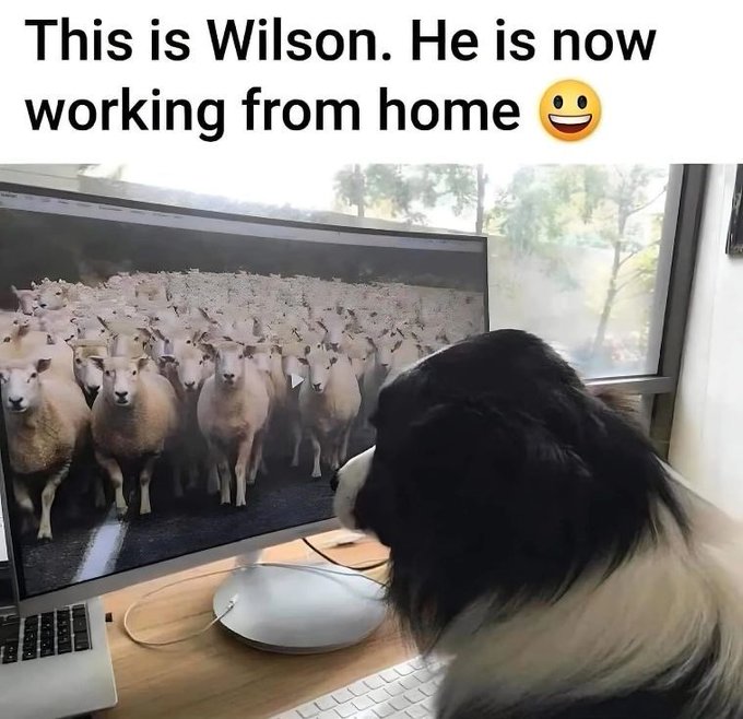 A border collie named Wilson sits at a desk watching a flock of sheep on a computer monitor, with the caption 'This is Wilson. He is now working from home' above.