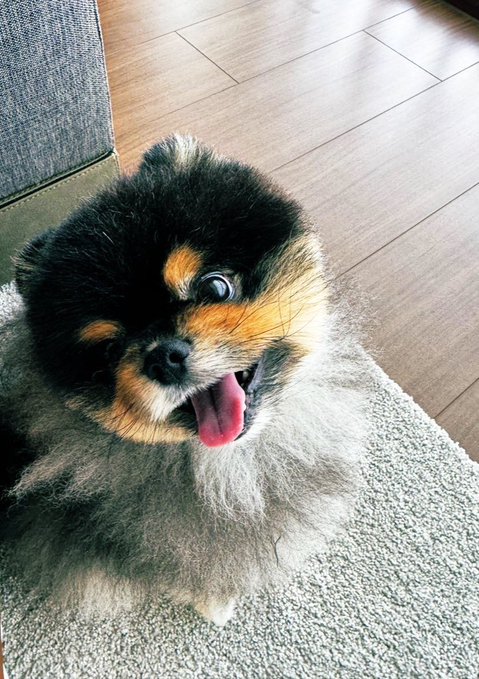 An adorable fluffy puppy with black, brown, and white fur tilts its head and sticks out its pink tongue playfully on a beige carpet, fitting the "It's $BOBAOPPA time" caption as a cute, meme-worthy companion to the playful phrase.