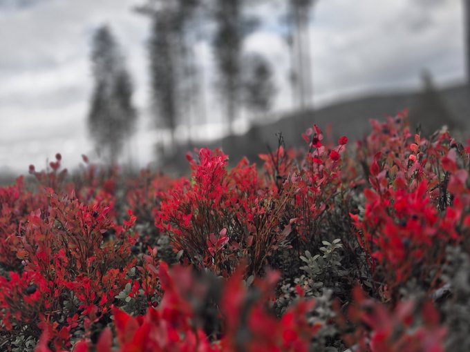 A landscape photograph featuring vibrant red foliage in the foreground with a blurred background of trees and a cloudy sky.