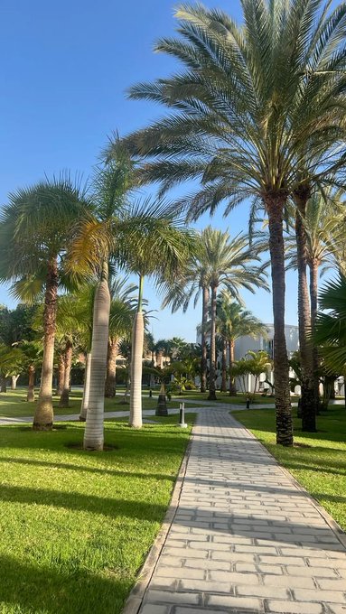 A serene park scene with tall palm trees lining a stone pathway under a clear blue sky, evoking a peaceful Saturday morning vibe that pairs with the post's motivational message about starting the day productive and stacking gains by staking $RIVER on @RiverdotInc to earn River Points through @River4fun.