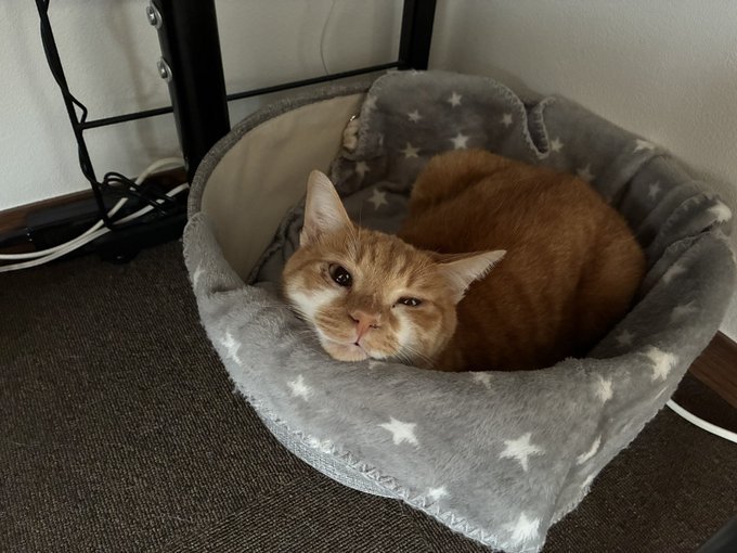 An orange tabby cat with a white chest curled up in a gray star-patterned pet bed resting on a carpeted floor.