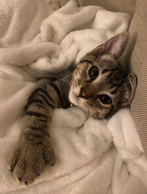 A cute tabby cat named Luna is lounging lazily on a fluffy white blanket, looking up with big, soulful eyes and a paw stretched out cutely. The caption warns that those who don't pet Luna will have 5 years of bad luck, humorously suggesting her adorable stare will guilt anyone into giving her attention.