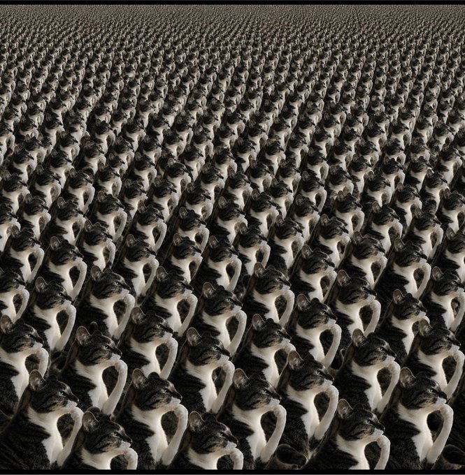 The image shows an endless, repeating grid of identical black-and-white Siamese cats, all seated in the same contemplative pose, creating a hypnotic, matrix-like effect that visually reinforces the "thinking cat" meme referenced in the post about investing in the $HMM token. The uniformity of the cats symbolizes the bullish conviction and repetitive accumulation strategy described by the poster despite market dips.
