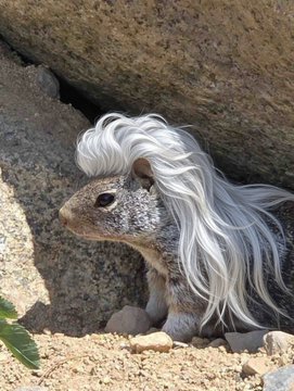 A small lizard wearing a white wig, peeking out from between rocks in a sandy, desert-like environment.