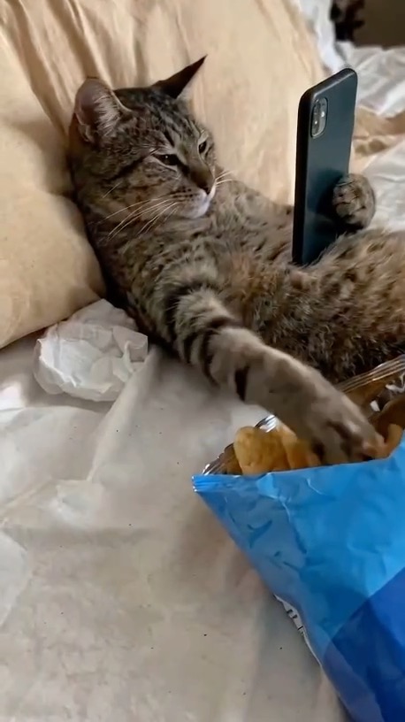 A humorous photo showing a tabby cat lounging on a bed, propped up against a pillow while holding a smartphone with one paw and reaching into a bag of chips with the other.