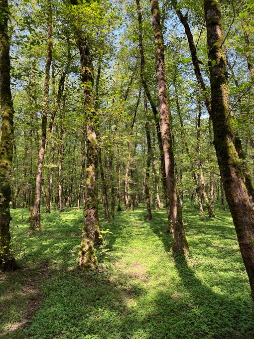 A sunlit forest scene shows tall trees with green leaves casting shadows on a lush green undergrowth.