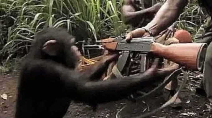 A chimpanzee in a jungle setting reaches toward a rifle being held by a person, in what appears to be a scene from a war documentary.