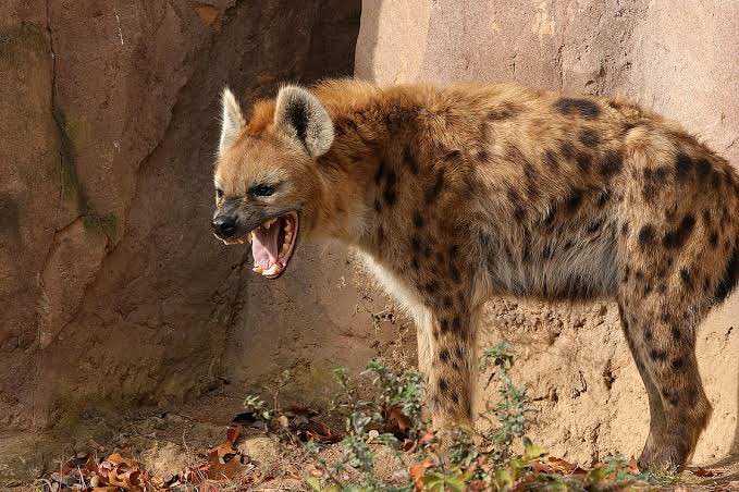 A spotted hyena with its mouth wide open in a snarl, standing in dirt near a rocky enclosure at what appears to be a zoo.