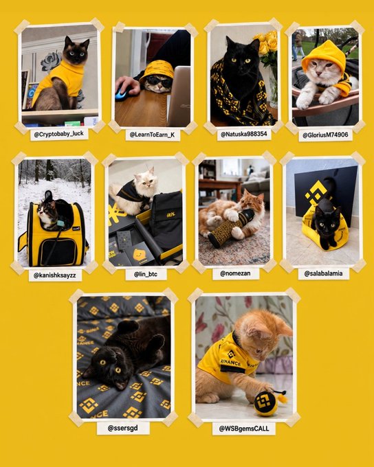 The image displays a vibrant yellow collage featuring the 10 winners of an International Cat Day UGC contest, each photo showcasing a cat dressed in or surrounded by Binance-themed merchandise (yellow hoodies, branded bags, and blankets). Each winner's username is labeled beneath their photo, matching those tagged in the post: @Cryptobaby_luck, @LearnToEarn_K, @Natuska988354, @GloriusM74906, @kanishksayzz, @lin_btc, @nomezan, @salabalamia, @ssersgd, and @WSBgemsCALL—visually celebrating the furry contestants who each won 100 USDC.