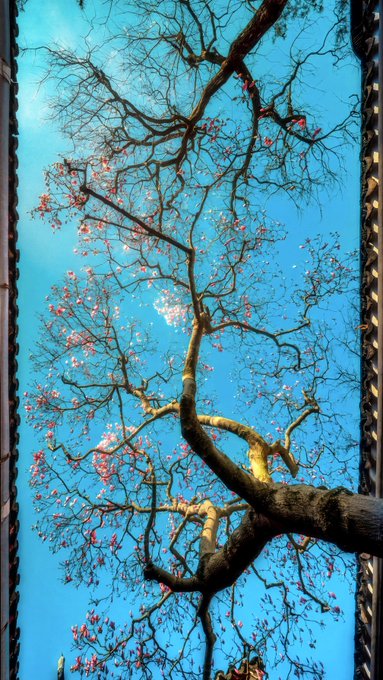 An upward view of a tree with pink blossoms and gnarled branches against a bright blue sky.