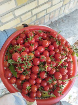 A red bowl filled with fresh red cherry tomatoes on the vine, photographed from above against a brick wall background.
