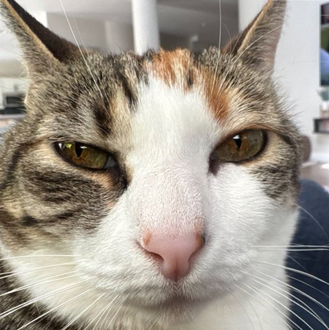 A close-up photo of a calico cat with a deadpan, unimpressed expression, perfectly capturing the "shut the fuck up" sentiment of the caption as a reaction to tiresome crypto hype comparing new tokens to established ones.