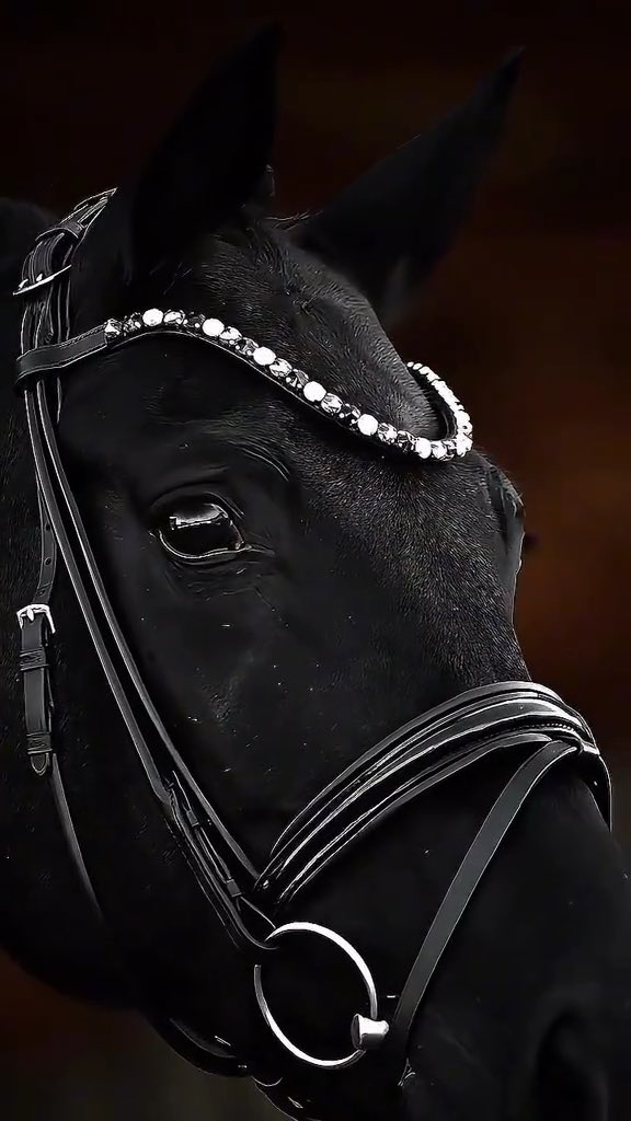 A close-up portrait of a black horse wearing an elegant bridle with rhinestones and silver accents against a dark background.