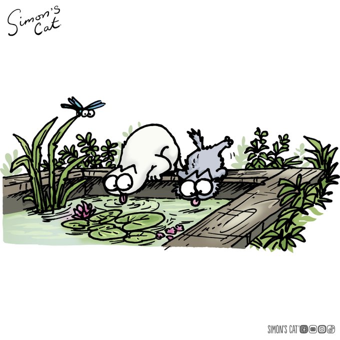 Two cartoon cats from "Simon's Cat" lean over a wooden plank to lap up water from a lily-pad-covered pond as a dragonfly hovers nearby, humorously illustrating the "good liquidity" post as the cats eagerly drinking from a plentiful water source.