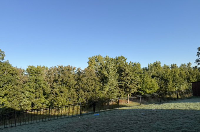 A grassy backyard with a black metal fence overlooks a line of lush green trees under a clear blue sky.