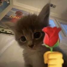 A small gray kitten with large eyes holds a yellow toy topped with a red rose in its mouth.