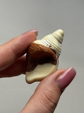 A hand with pink manicured nails holds a small white seashell with brown markings against a plain light gray background.