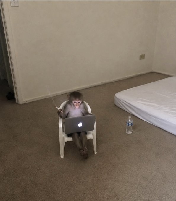 A baby monkey sits on a small white chair typing on a MacBook laptop, with a water bottle beside a bare mattress nearby.

The image humorously supports the "Gm" (good morning) post by depicting the monkey as a relatable trader or worker already up and busy at their laptop early in the day.