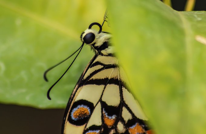 A close-up macro photograph of a swallowtail butterfly with cream, black, and orange-spotted wings resting on a green leaf.
