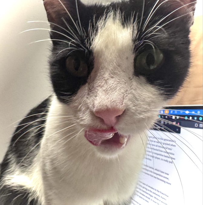 A close-up selfie of a black and white cat with its mouth open showing teeth, appearing to make a funny face in front of a computer screen displaying text.