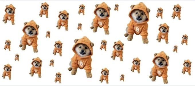 Multiple Shiba Inu puppies wearing orange Bitcoin hoodies are arranged across a white background in various sizes.